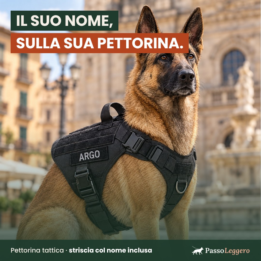 Pastore tedesco con la pettorina tattica nera PassoLeggero e la striscia ricamata col nome ARGO