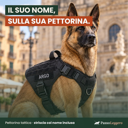 Pastore tedesco con la pettorina tattica nera PassoLeggero e la striscia ricamata col nome ARGO
